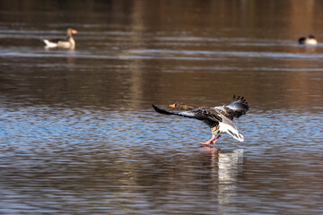 The flying greylag goose, Anser anser is a species of large goose