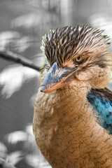 laughing hans on a branch. Beautiful colorful plumage of the Australian bird.