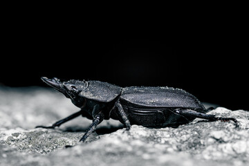 Balkenschröter (Dorcus parallelipipedus) auf einem Stein