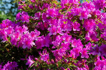 Obraz na płótnie Canvas Close up on the purple flowers of azalea japonica Konigstein - japanese azalea. Pistil and stamens are visible,