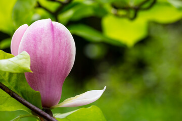 bud of pink Magnolia Soulangeana on a branch with leaves on a blurred green background, selective focus