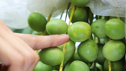 Finger pointing to fresh dates. Close-up shot of a farmer pointing to a palm fruit that was pierced by a golden fly to lay eggs and damage the palm. Selective focus