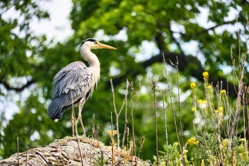 gray heron lurks for prey. of the birds stands still. Close-up of the beautiful plumage.
