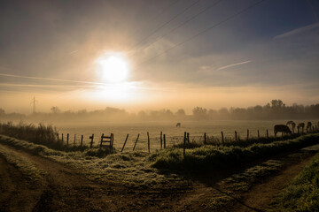 Lever de soleil et brume sur une prairie avec des vaches