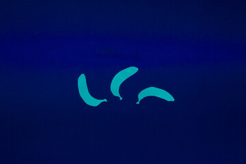 Fototapeta premium three pastel blue paper bananas on a dark blue background, creative cool summer design, trendy colors, minimal concept