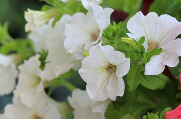 White petunia flowers in a flower bed