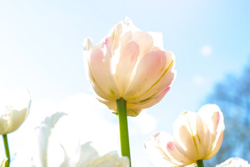Bright white and pink blossoming tulip flowers on the field in spring against the blue sky.