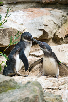 kissing penguin. black and white birds as couple on land. animal photo close up.