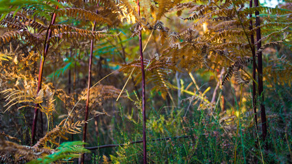V&eacute;g&eacute;tation dense pr&egrave;s du sol forestier, dans la for&ecirc;t des Landes de  Gascogne.  Les jeux de lumi&egrave;re sont spectaculaires