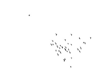 flock of birds in black and white