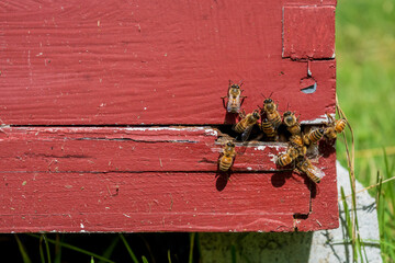 Honey bees on a red hive frame in a beekeeping yard.

