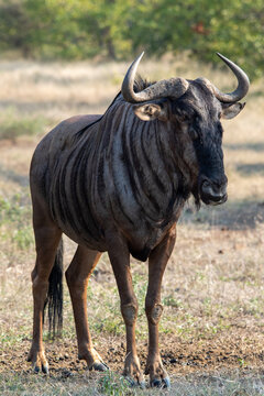 Blue Wildebeest Isolated In The Wilderness