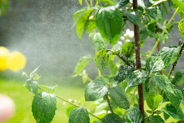 Ecological aphid control: Spraying with washing-up liquid