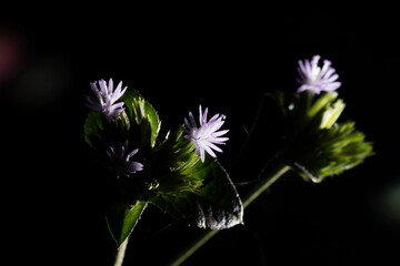 Flor pequena e roxa em meio a folhas verdes com fundo escuro.