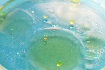 Drops of oil in water in a petri dish