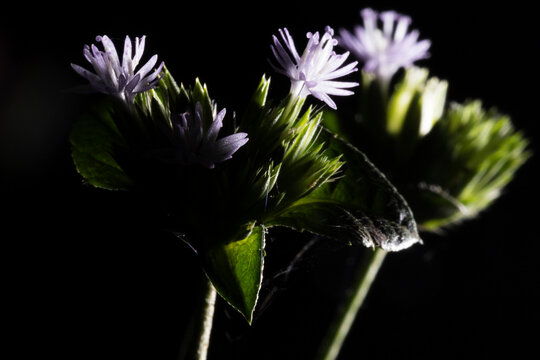 Flor pequena e roxa em meio a folhas verdes com fundo escuro.