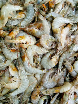 Stack of Shrimp on the fresh seafood raw ingredient market. The photograph was taken indoor