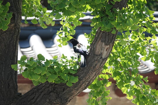 magpie on the tree