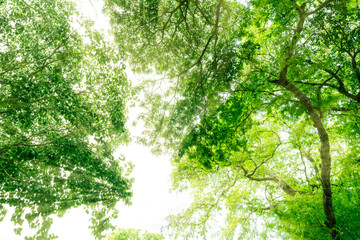 Bottom view of tree with green leaves in tropical forest with sun light. Fresh environment in park....