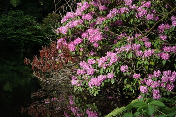 Obraz premium Pink rhododendron bush over the water with bright lighting
