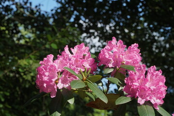 Pink rhododendron bush with bright lighting