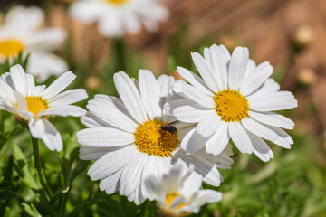 Fototapeta premium Group of white chrysanthemum coronarium