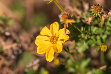One flower of yellow chrysanthemum coronarium