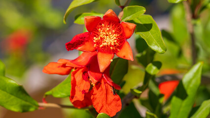 Flowers of pomegranate on his tree