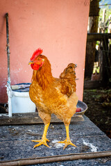 gallo doméstico (gallus gallus domesticus) en un gallinero © MCarmen