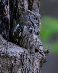Eastern Screech Owl  Sitting in a Tree Hole in Early Spring, Portrait