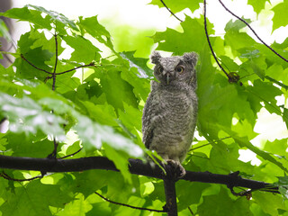 Eastern Screech Owl owlet fledgling sitting on a tree branch on rainy morning in spring  