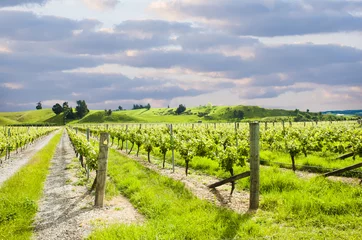 Fotobehang Winery of New Zealand © Fyle