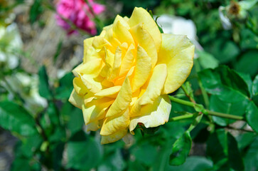 yellow rose in the garden