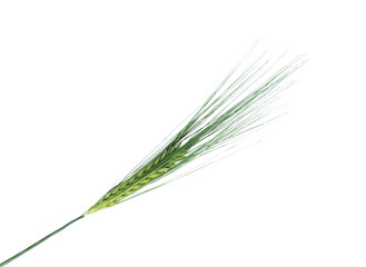 green spikelet of wheat on a white background