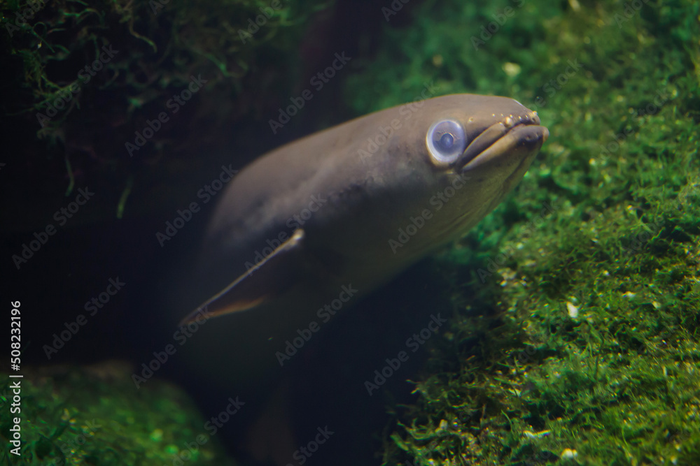 Wall mural European eel (Anguilla anguilla).