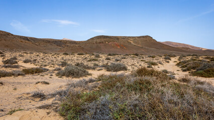 Barren volcanic landscape with dry plants in the Los Volcanes natural park in Lanzarote, Canary Islands, Spain.