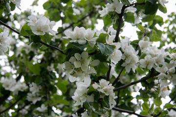 White flowers of an apple tree with green leaves on a branch. Close-up.