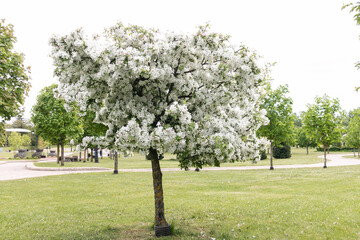 Blooming apple tree in the park in spring. White and pink flowers on an apple tree.