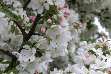 White and pink apple tree flowers with green leaves on a branch. Close-up.