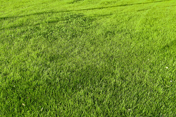 Template of fresh green lawn grass in the park with a tree nearby with shadows from trees perspective view