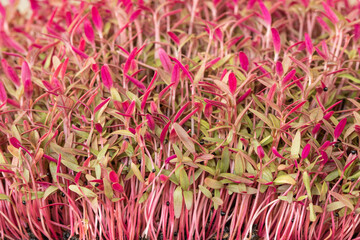  Amaranth sprouts, vegetable amaranth, leafy greens are used in food, background, closeup, green mood, organic garden