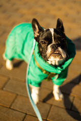 french bulldog walking in the city