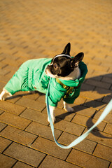 french bulldog walking in the city