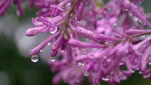 lilac after rain, drops of water hang from lilac petals