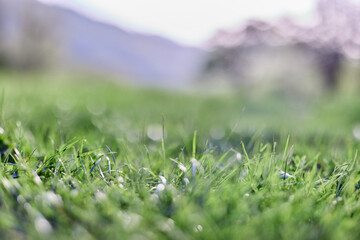 Leaves of green young grass on the background of the alpine mountains, a spring landscape close-up