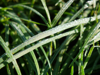 Tau auf Grashalm