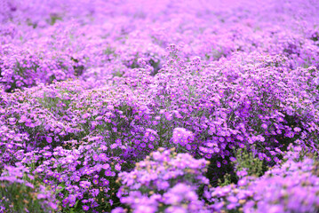 cutter flower field with pink or purple flowers on field nature garden  beautiful flower blooming in summer