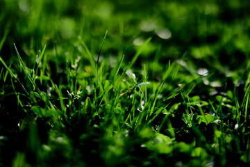 Green lawn grass close-up of the leaves of the grass. Nature conservation without environmental pollution, clean air