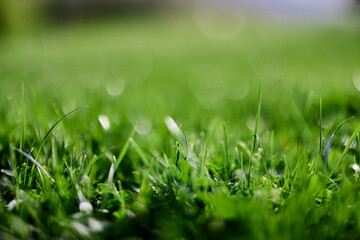 Green lawn grass close-up of the leaves of the grass. Nature conservation without environmental pollution, clean air