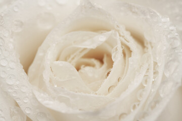 White Rose close up